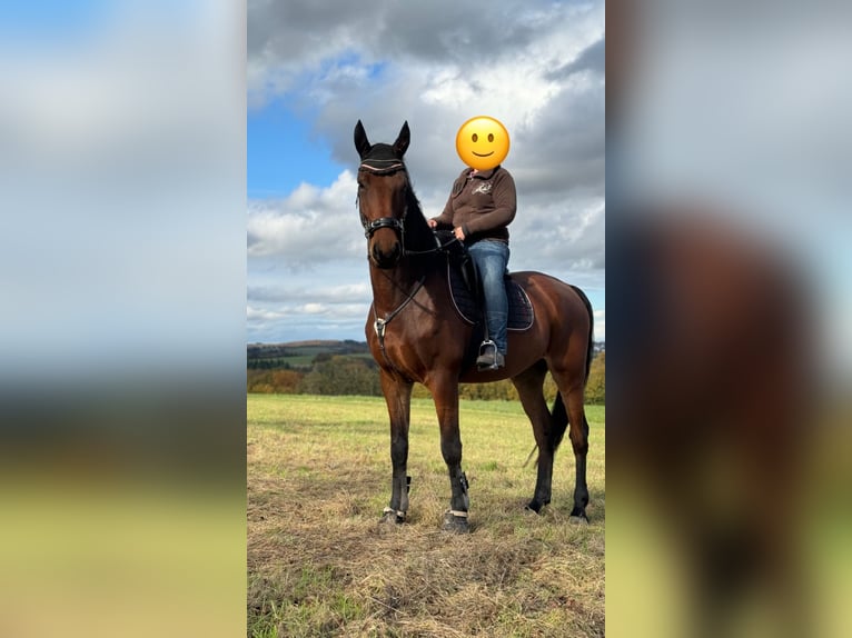 KWPN Gelding 6 years 17,1 hh Brown in Halsenbach