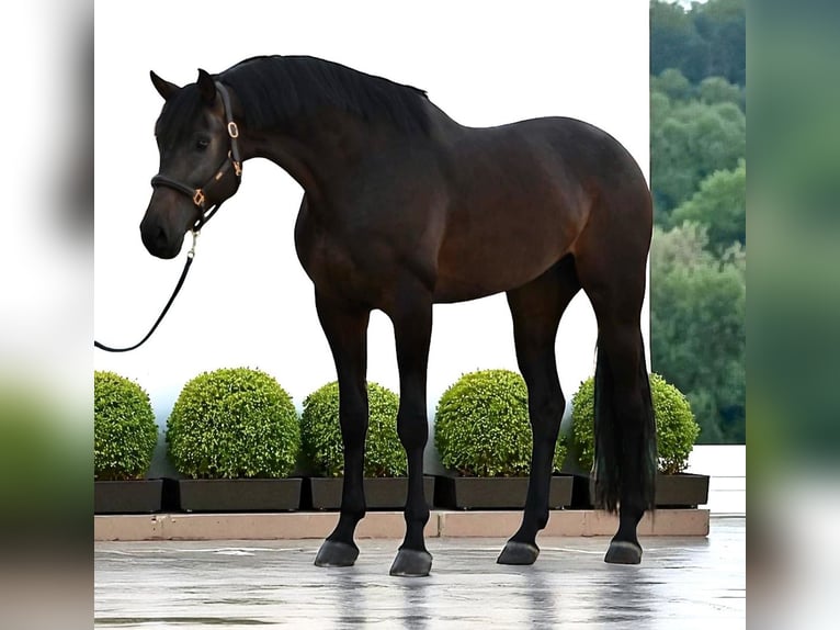 KWPN Gelding 6 years 17 hh Bay-Dark in Kondoros