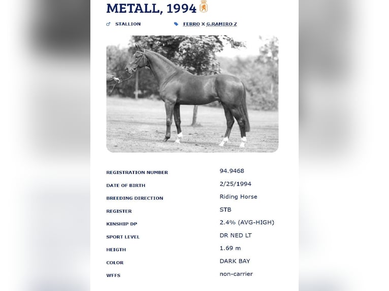 KWPN Gelding 6 years 17 hh Bay-Dark in Santiago De Compostela