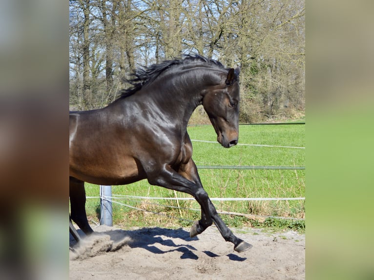 KWPN Gelding 6 years 17 hh Bay-Dark in Ahaus