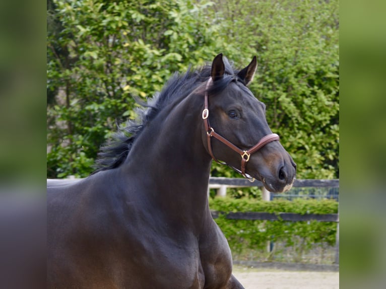 KWPN Gelding 6 years 17 hh Bay-Dark in Ahaus