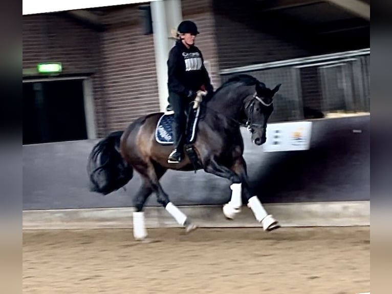 KWPN Gelding 6 years 17 hh Bay-Dark in Ahaus