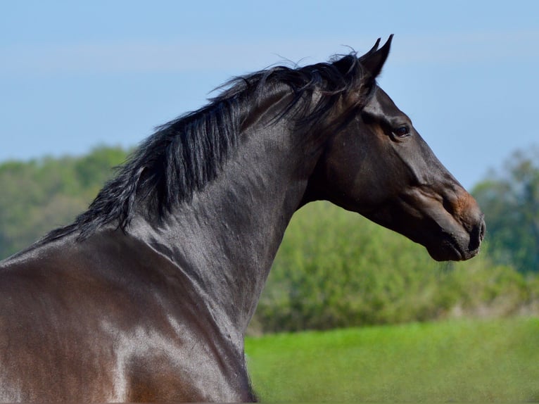 KWPN Gelding 6 years 17 hh Bay-Dark in Ahaus