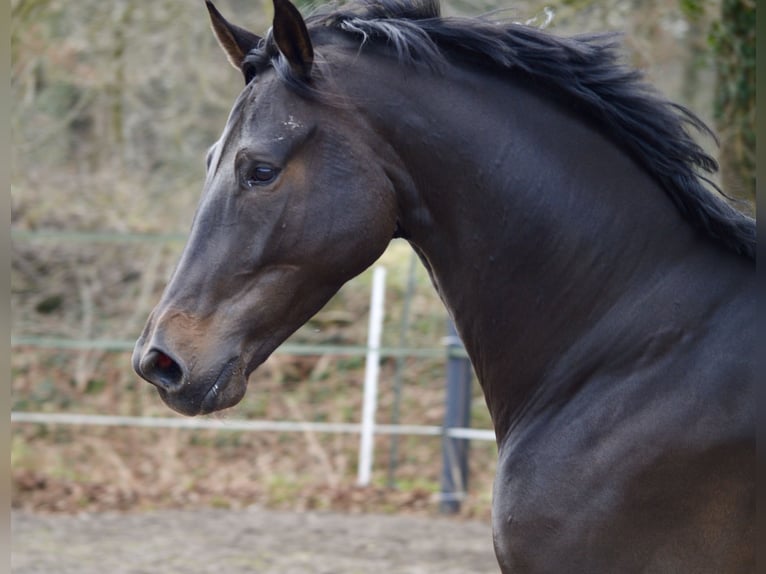 KWPN Gelding 6 years 17 hh Bay-Dark in Ahaus