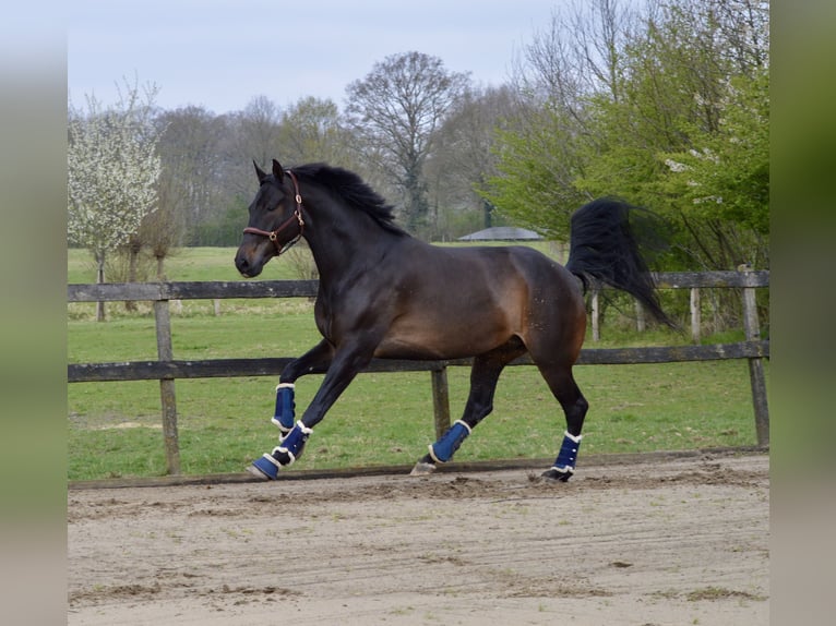 KWPN Gelding 6 years 17 hh Bay-Dark in Ahaus
