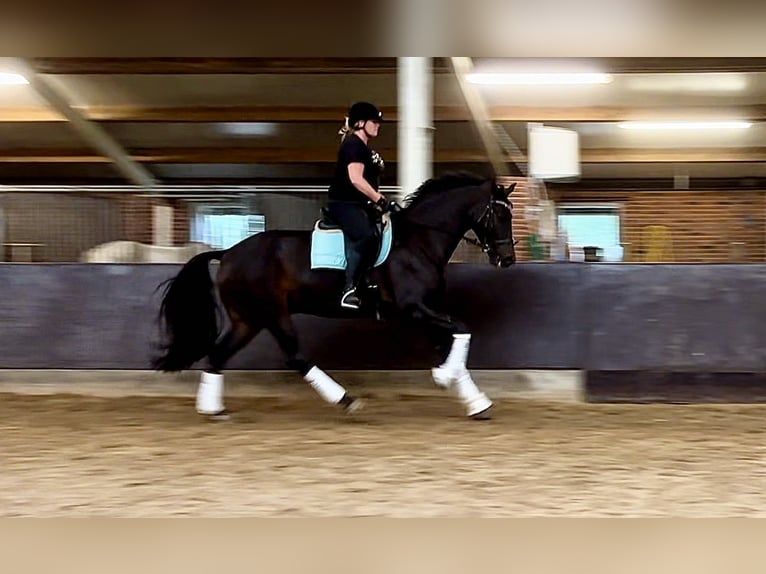 KWPN Gelding 6 years 17 hh Bay-Dark in Ahaus