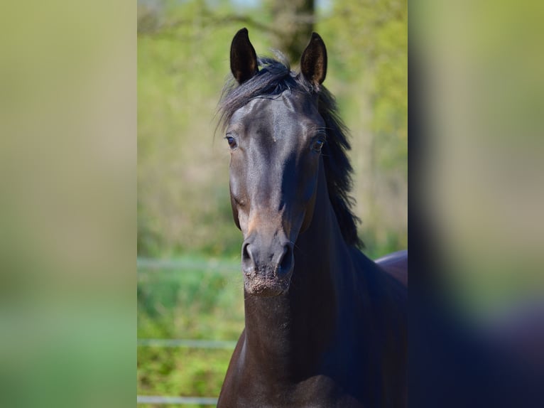 KWPN Gelding 6 years 17 hh Bay-Dark in Ahaus