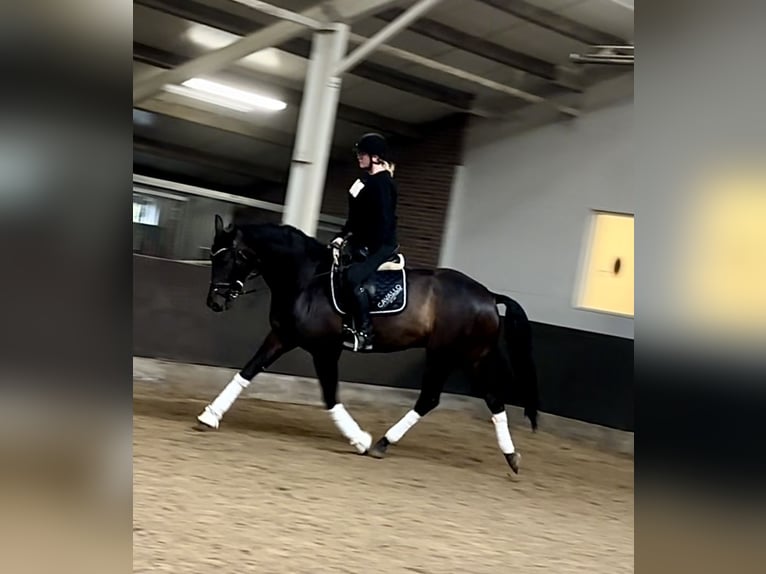 KWPN Gelding 6 years 17 hh Bay-Dark in Ahaus