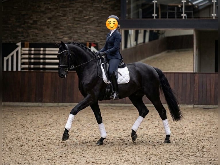 KWPN Gelding 6 years 17 hh Black in Kecskemét