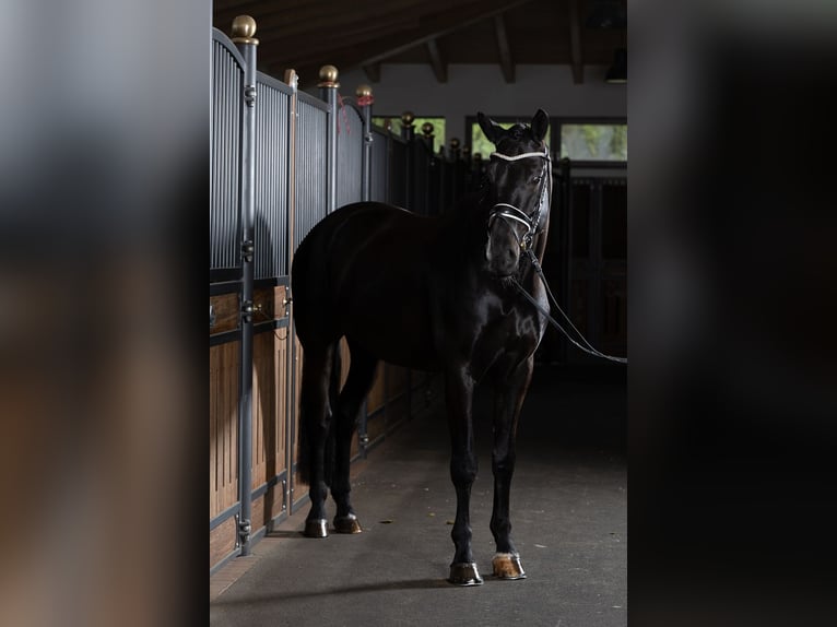 KWPN Gelding 6 years 17 hh Black in Sinsheim