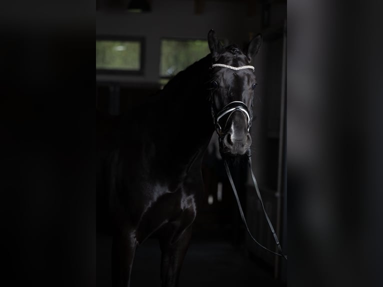 KWPN Gelding 6 years 17 hh Black in Sinsheim