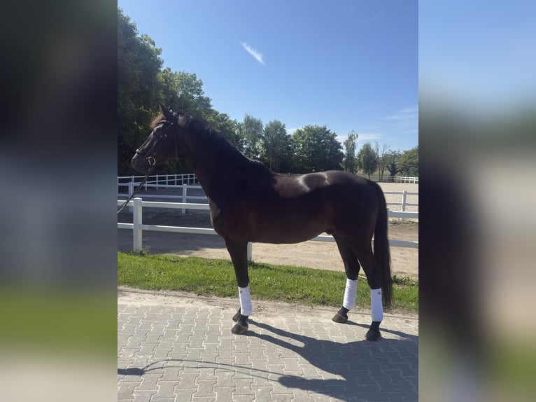 KWPN Gelding 6 years 17 hh Black in Sinsheim