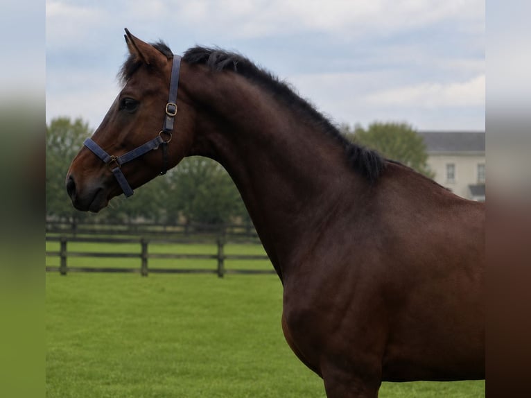 KWPN Gelding 6 years 17 hh Brown in Ee