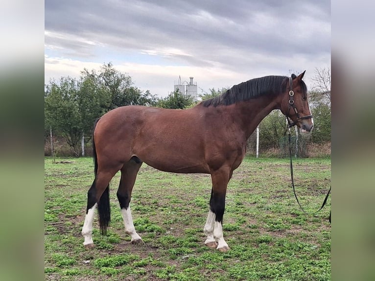 KWPN Gelding 6 years 17 hh Brown in Kecskemét