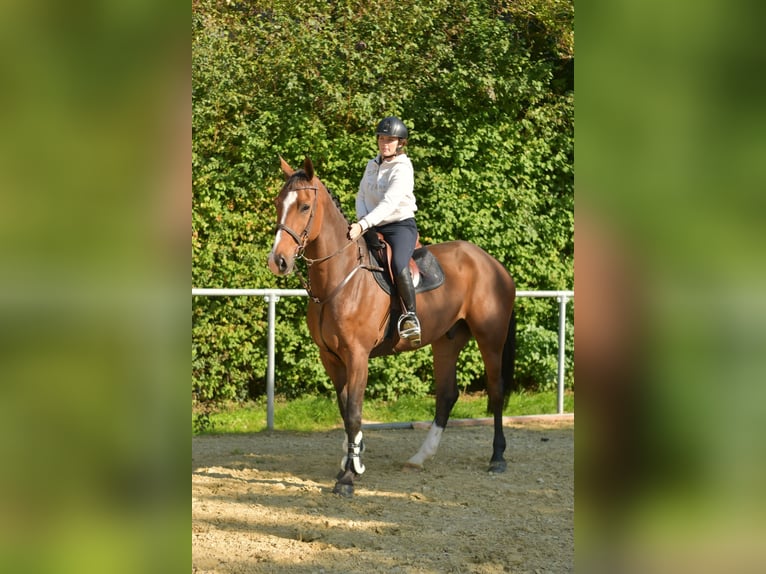 KWPN Gelding 6 years 17 hh Brown in Geilenkirchen