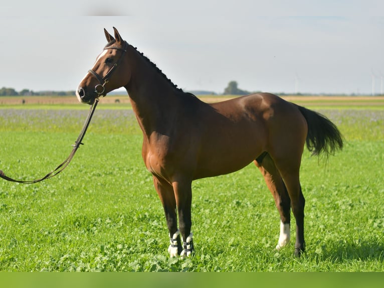 KWPN Gelding 6 years 17 hh Brown in Geilenkirchen