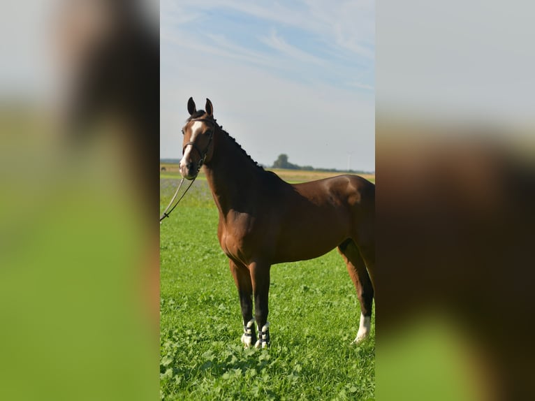 KWPN Gelding 6 years 17 hh Brown in Geilenkirchen
