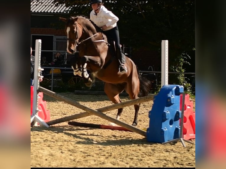 KWPN Gelding 6 years 17 hh Brown in Geilenkirchen