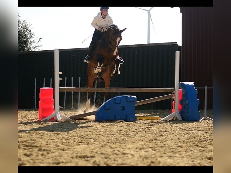 KWPN Gelding 6 years 17 hh Brown in Geilenkirchen