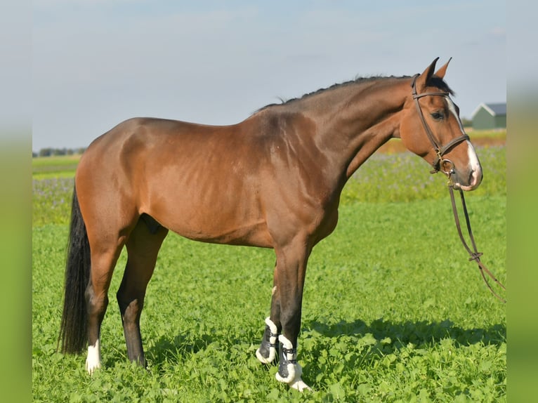KWPN Gelding 6 years 17 hh Brown in Geilenkirchen