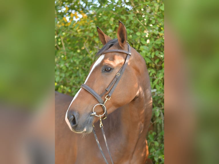 KWPN Gelding 6 years 17 hh Brown in Geilenkirchen