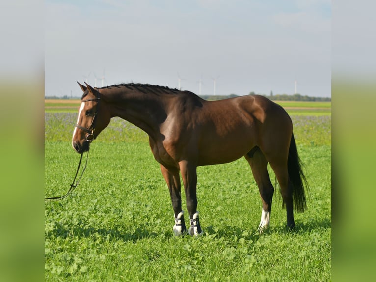 KWPN Gelding 6 years 17 hh Brown in Geilenkirchen