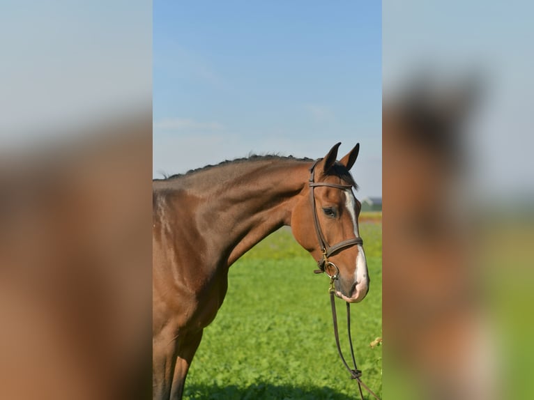 KWPN Gelding 6 years 17 hh Brown in Geilenkirchen