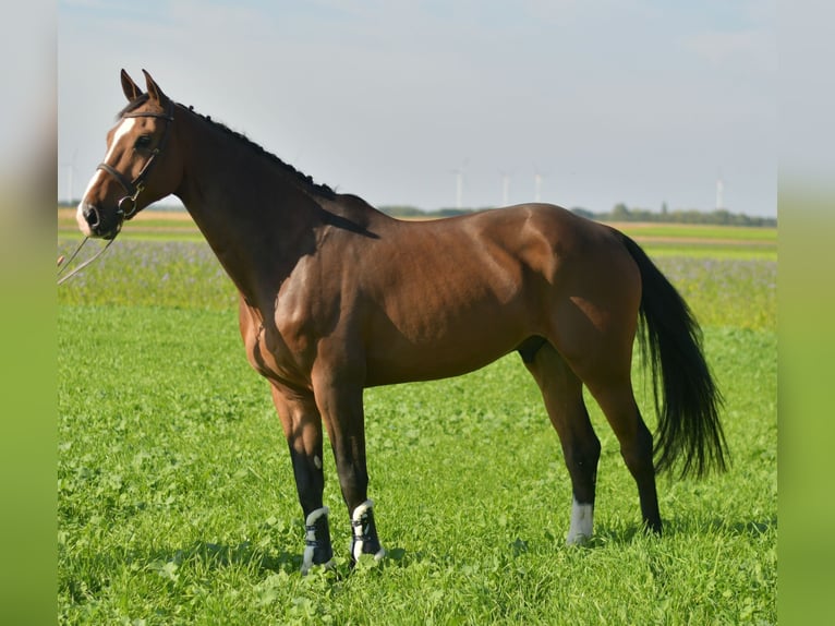 KWPN Gelding 6 years 17 hh Brown in Geilenkirchen