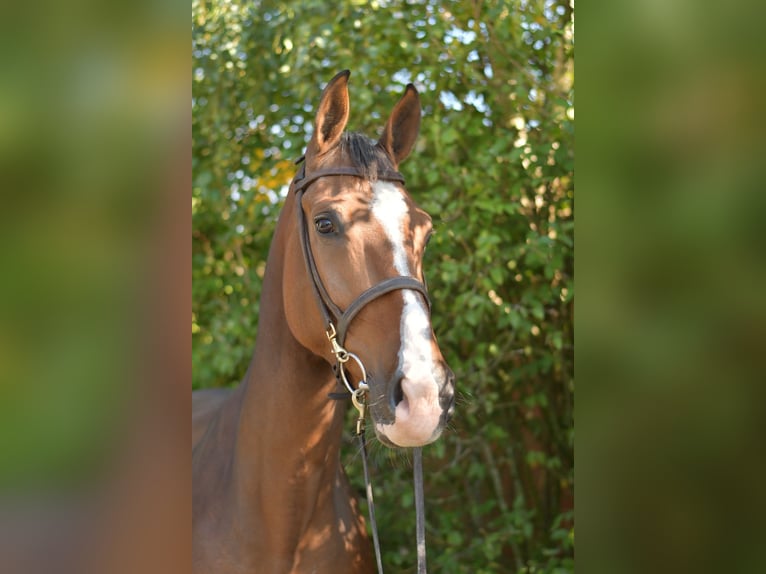 KWPN Gelding 6 years 17 hh Brown in Geilenkirchen