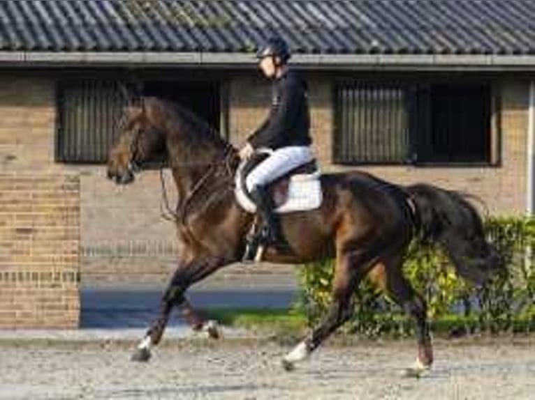 KWPN Gelding 6 years 17 hh Brown in Waddinxveen