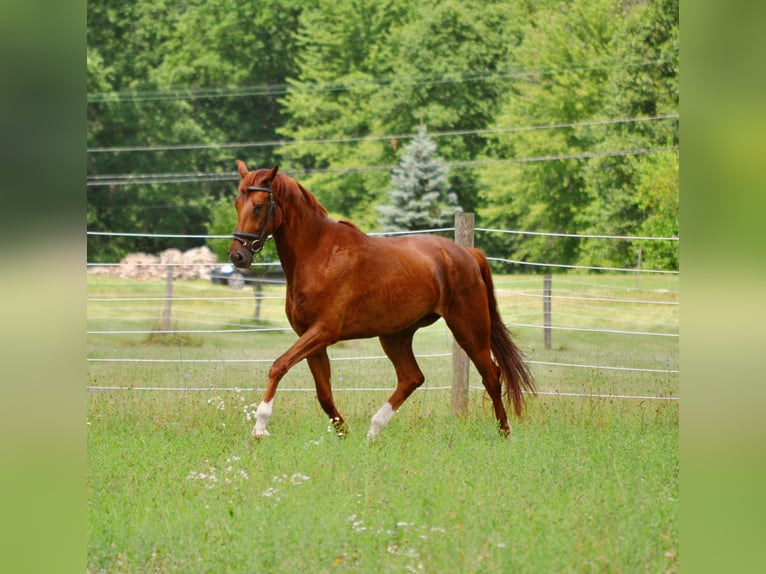 KWPN Gelding 6 years 17 hh Chestnut in Columbia Station
