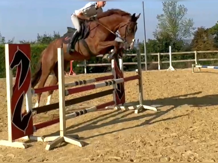 KWPN Gelding 6 years 17 hh Chestnut-Red in Hof