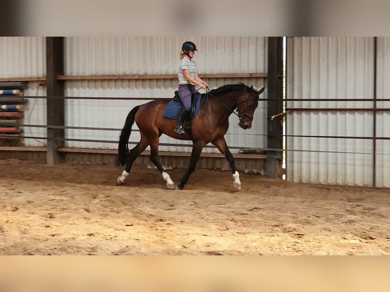 KWPN Gelding 6 years 17 hh in Diepenveen