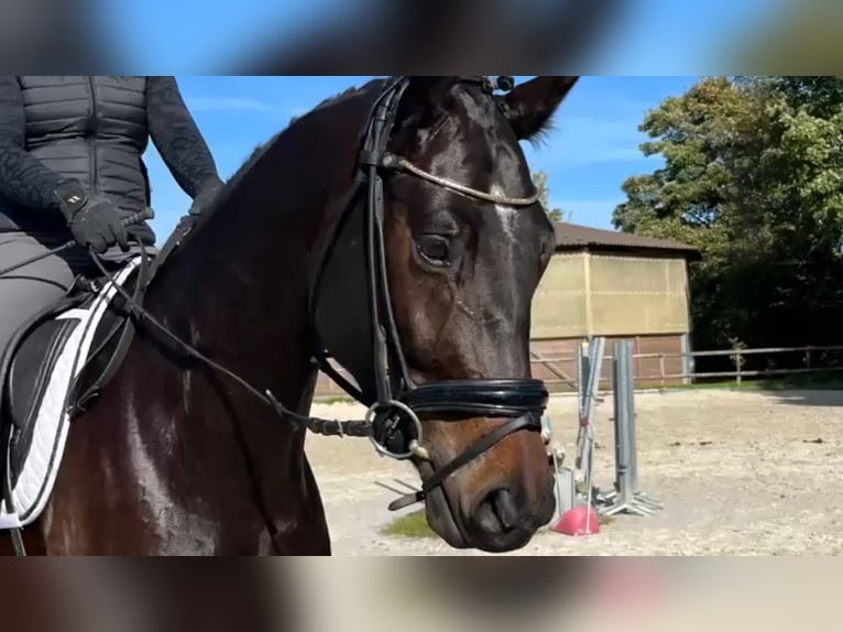 KWPN Gelding 6 years 17 hh Smoky-Black in Heinsberg