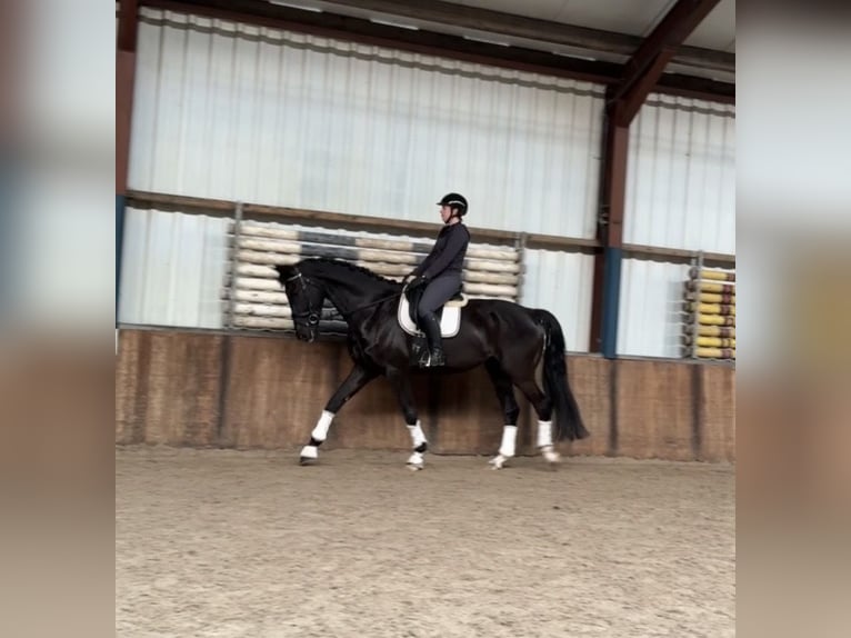 KWPN Gelding 6 years 17,1 hh Black in Oud Gastel