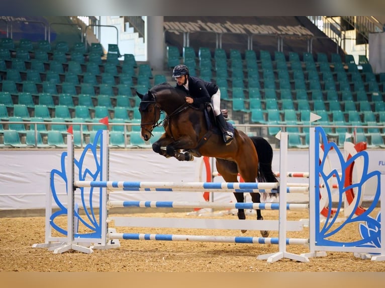 KWPN Gelding 6 years 17,1 hh Brown in Schnaittach