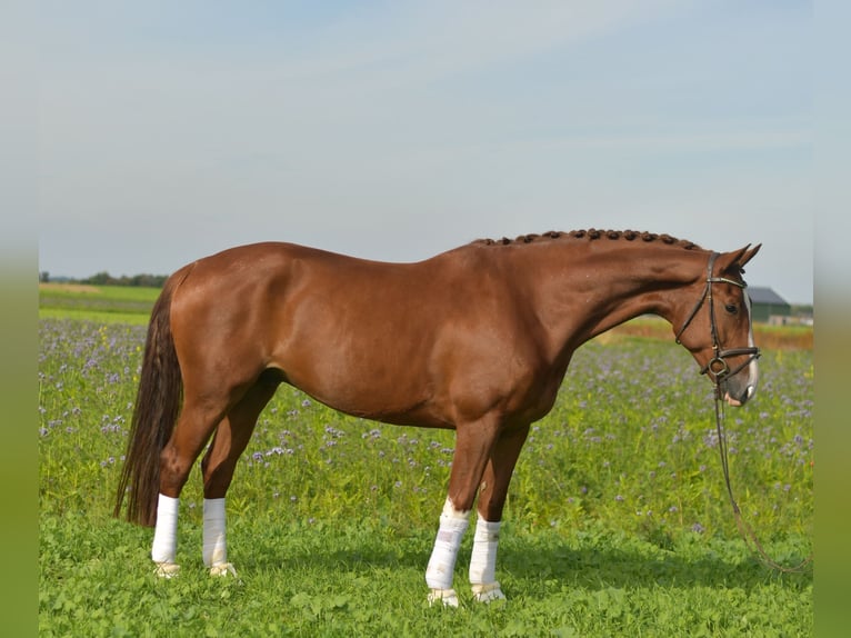 KWPN Gelding 6 years 17,1 hh Chestnut-Red in Geilenkirchen