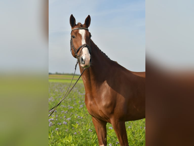 KWPN Gelding 6 years 17,1 hh Chestnut-Red in Geilenkirchen