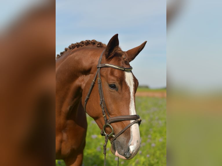 KWPN Gelding 6 years 17,1 hh Chestnut-Red in Geilenkirchen