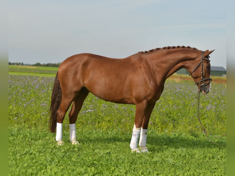 KWPN Gelding 6 years 17,1 hh Chestnut-Red in Geilenkirchen