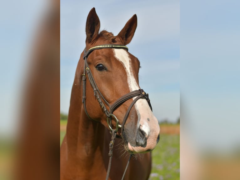 KWPN Gelding 6 years 17,1 hh Chestnut-Red in Geilenkirchen