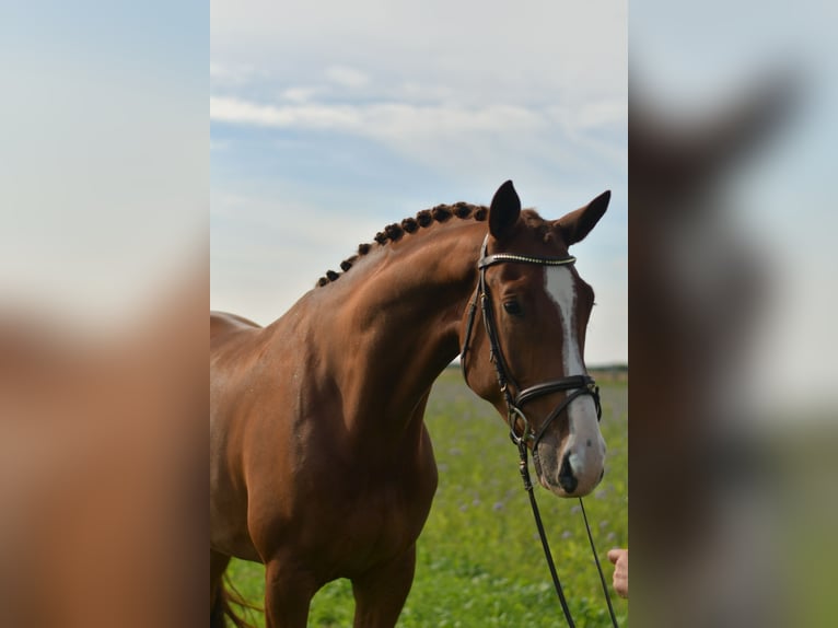 KWPN Gelding 6 years 17,1 hh Chestnut-Red in Geilenkirchen