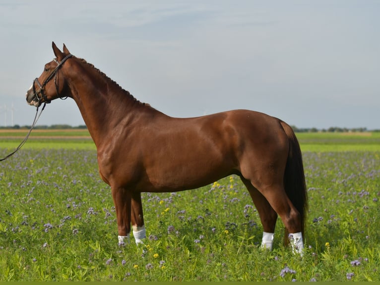 KWPN Gelding 6 years 17,1 hh Chestnut-Red in Geilenkirchen