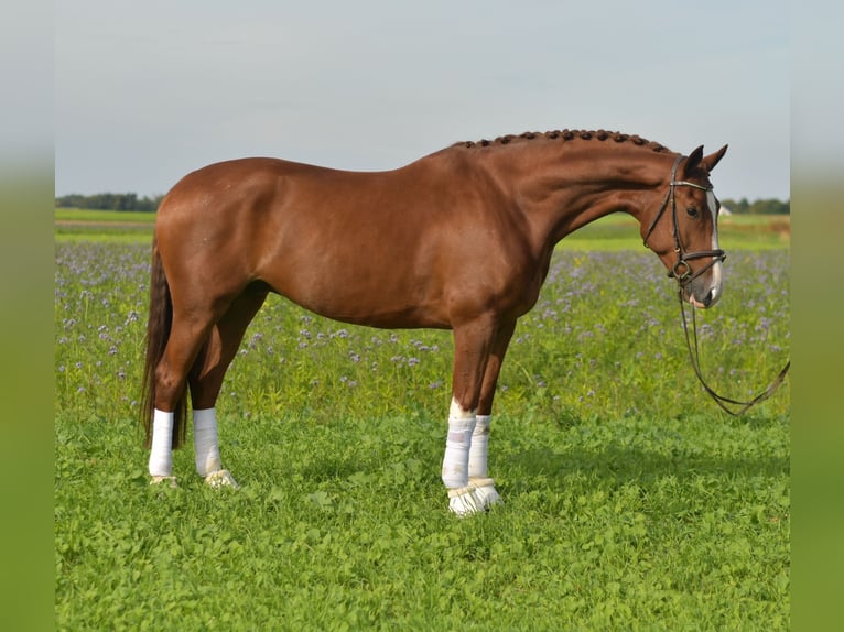 KWPN Gelding 6 years 17,1 hh Chestnut-Red in Geilenkirchen