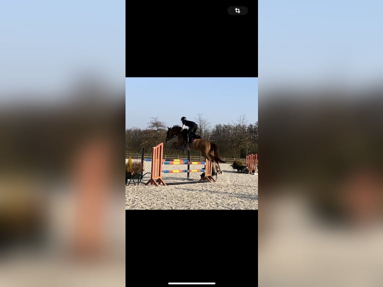 KWPN Gelding 6 years 17,1 hh Chestnut-Red in Bruxelles