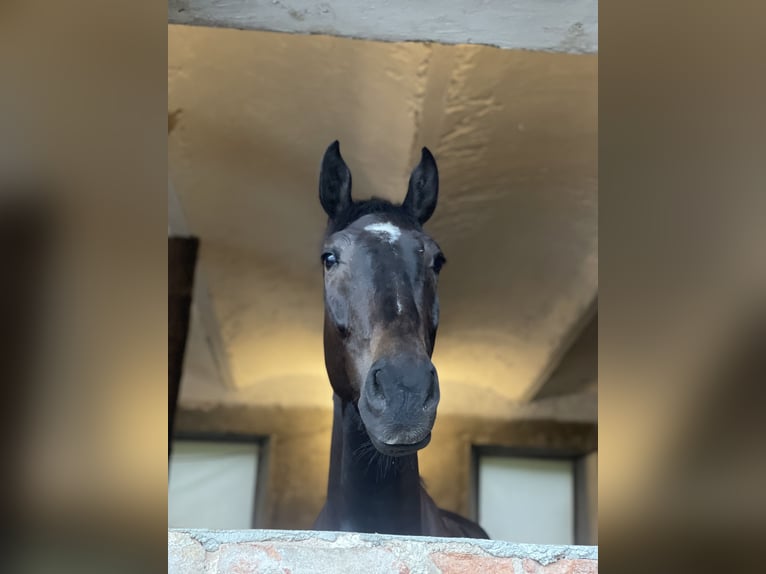 KWPN Gelding 6 years 17,2 hh Bay-Dark in Menge&#x161;