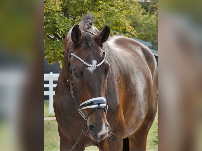 KWPN Gelding 6 years 17,2 hh Brown in Bad Nauheim