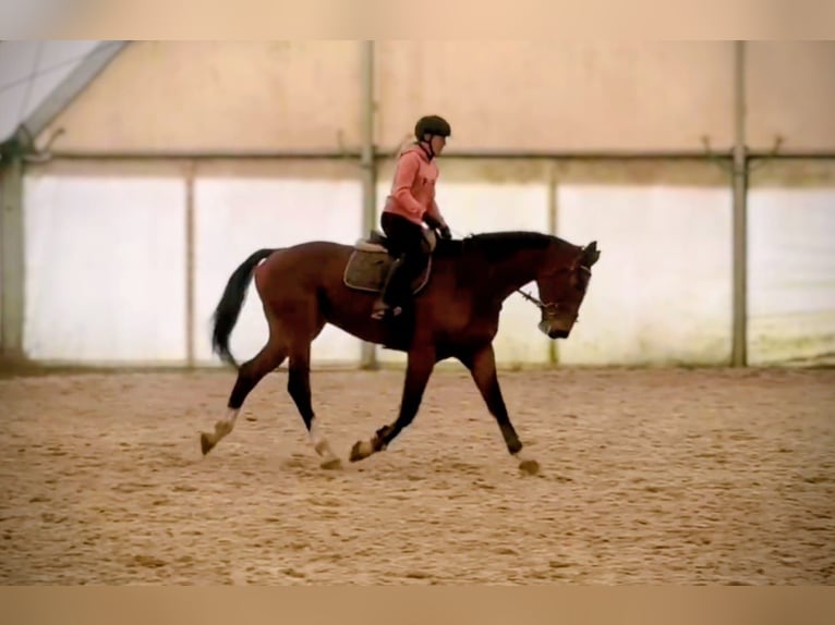 KWPN Gelding 6 years 17,3 hh Brown in Rychvald