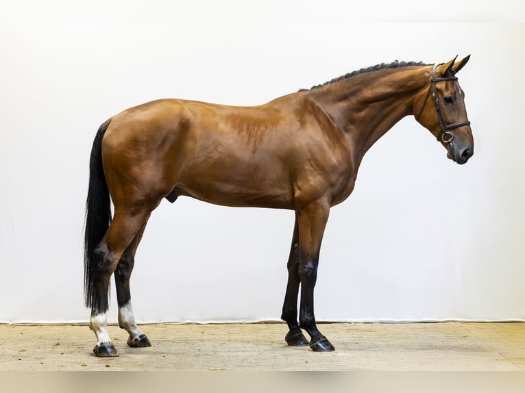 KWPN Gelding 6 years 18.1 hh  in Waddinxveen