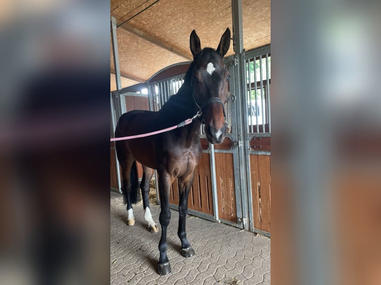 KWPN Gelding 6 years 18 hh Brown in Wipperf&#xFC;rth